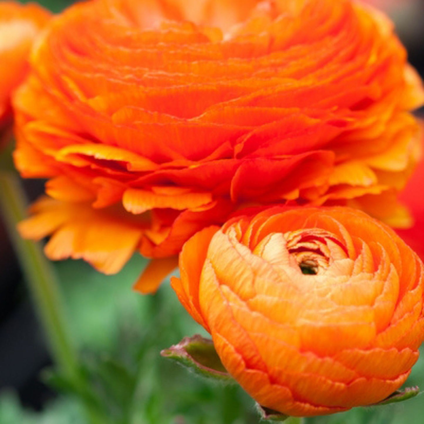 Ranúnculo - 80 Pzs - Ranunculus - Bulbos De Flores