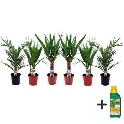 Mezcla De Palmeras - 6 Pzs - Indoor Palmmix - Pokon - Altura 50-70cm - ⌀14cm_0