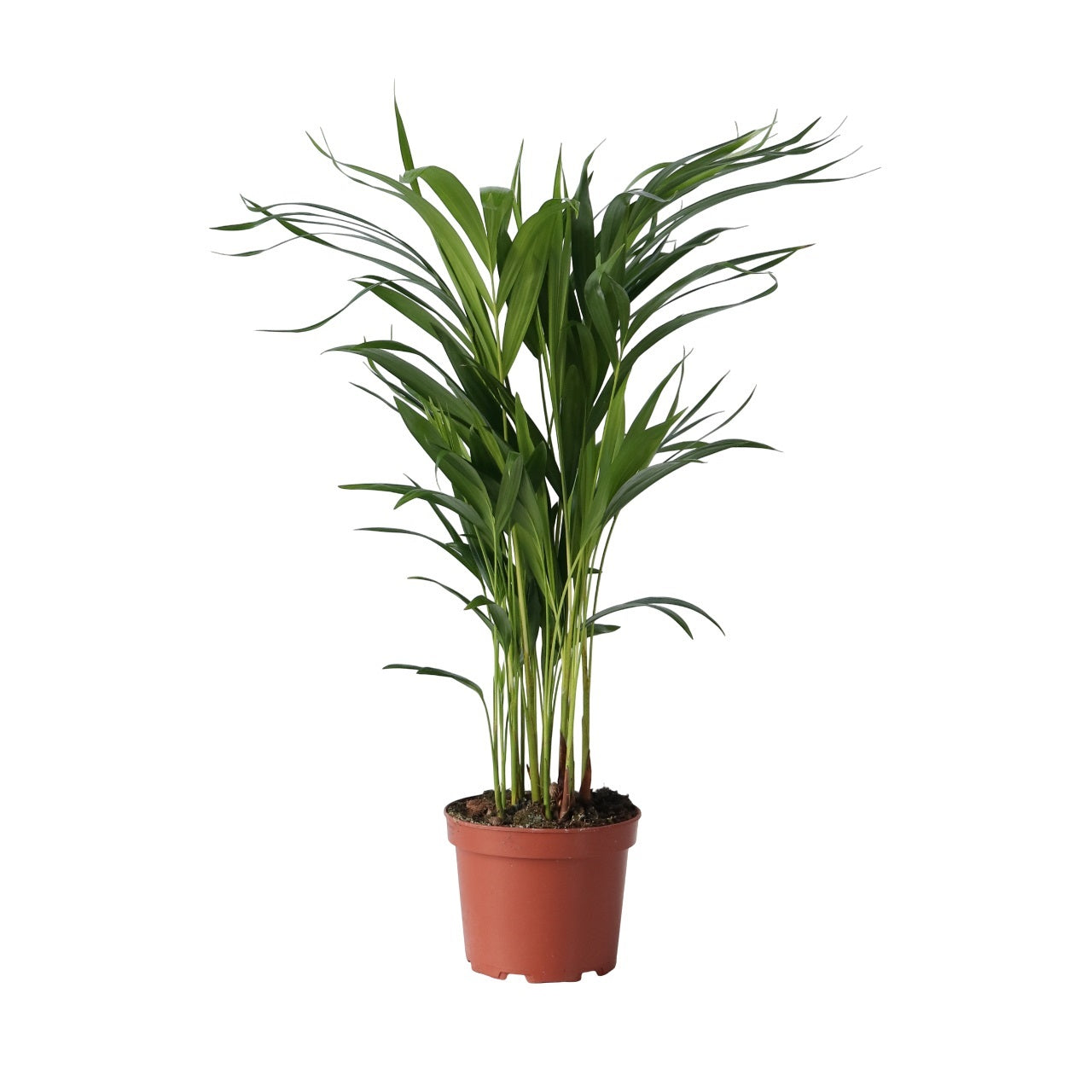 Palma Areca - Dypsis Lutescens - Altura 60-70cm - ⌀17cm_0