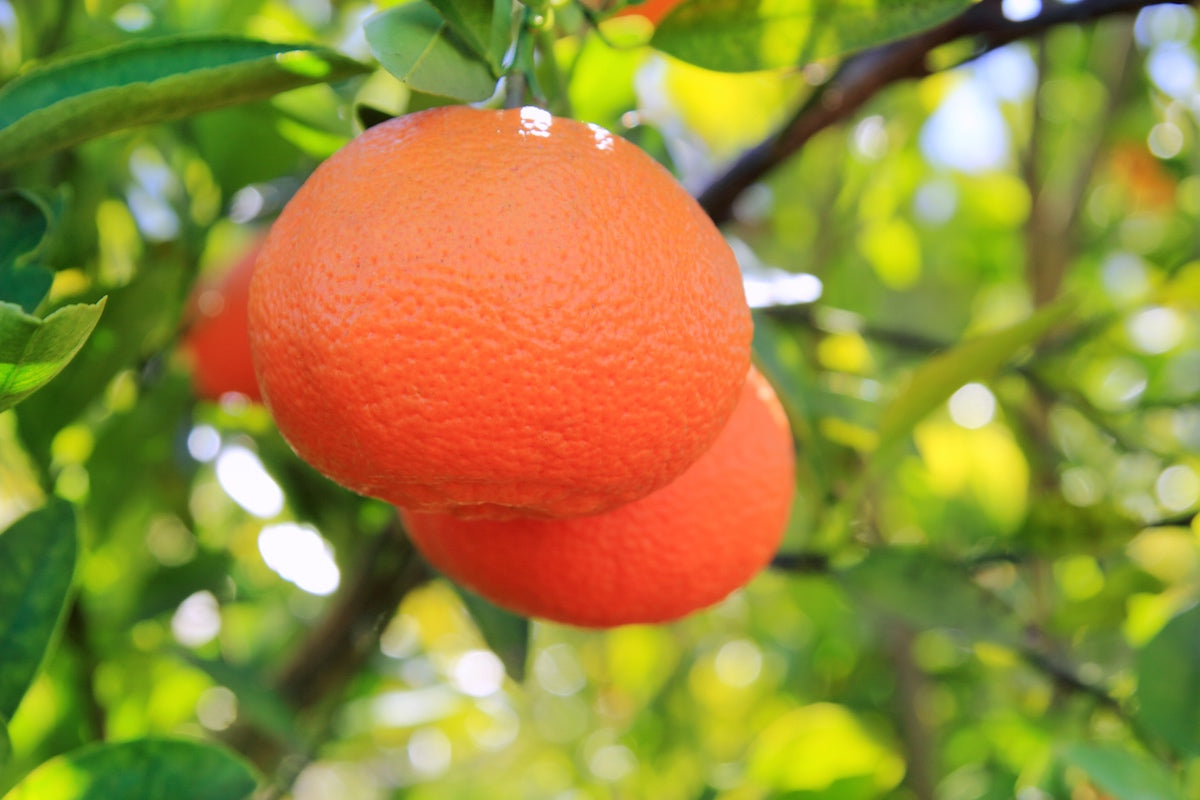 Mandarina Premium Ortanique 10Kg_5