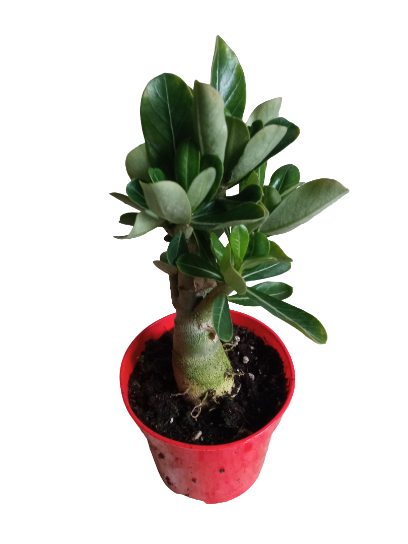 Adenium Obesum Flor Roja Ø10 Planta Suculenta Arbol Rosa Del Desierto