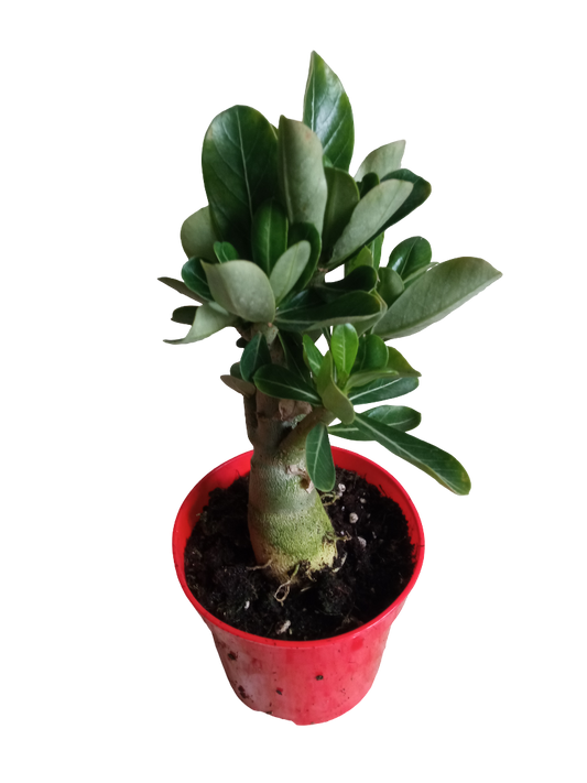 Adenium Obesum Flor Roja Ø10 Planta Suculenta Arbol Rosa Del Desierto