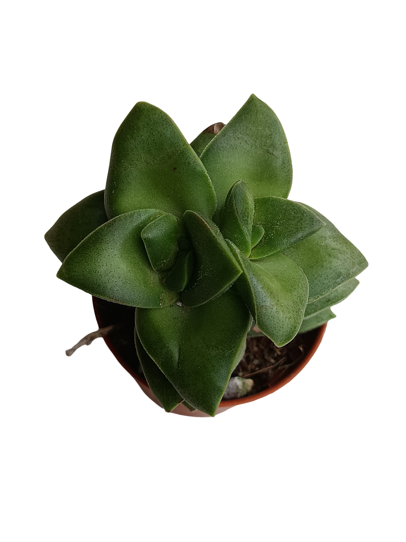 Crassula springtime planta suculenta colgante de sol Ø5