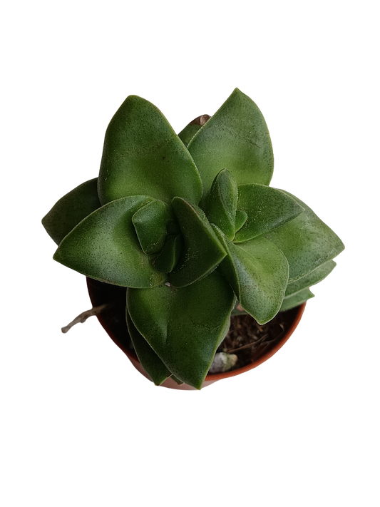 Crassula Springtime Planta Suculenta Colgante De Sol Ø5_0