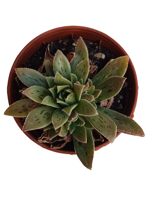Aeonium Hybrid Planta Suculenta Ø5_0