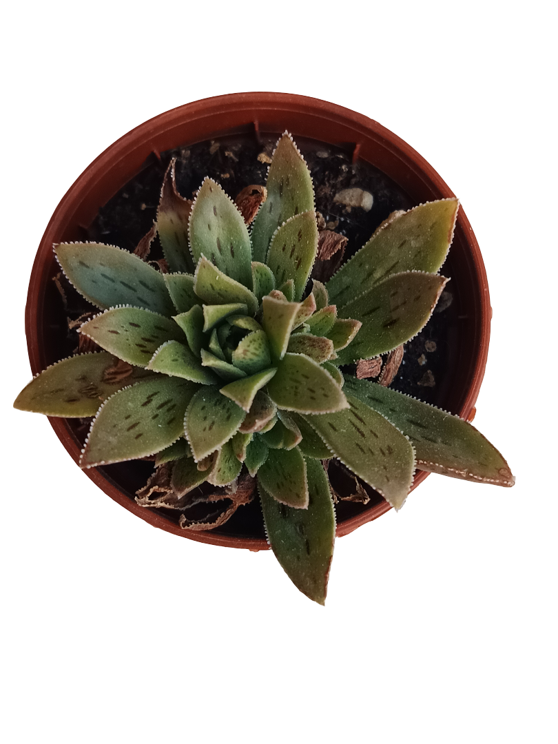 Aeonium Hybrid Planta Suculenta Ø5