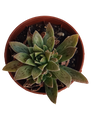 Aeonium Hybrid Planta Suculenta Ø5