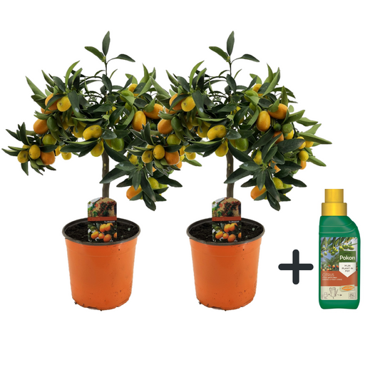 Naranjo Enano - 2 Pzs - Citrus Microcarpa 'kumquat' - Altura 50-60cm - ⌀19cm_0