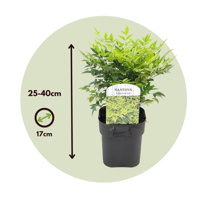Bambú Sagrado - 2 Pzs - Nandina Domestica 'lemon Lime' - Altura 25-40cm - ⌀17cm_2