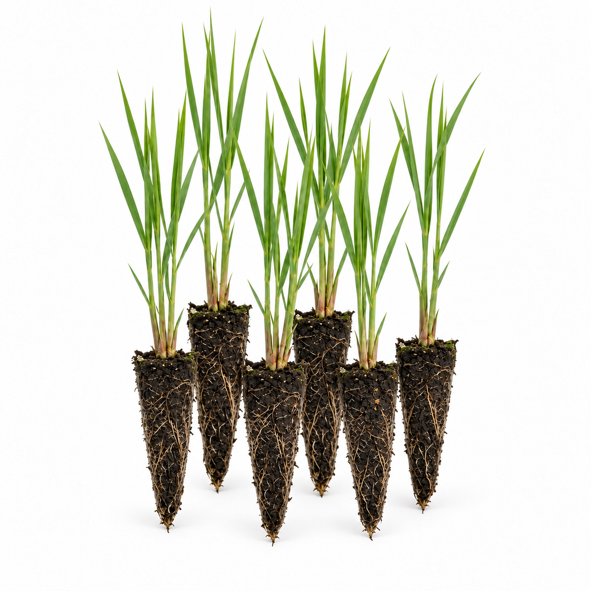 Carrizo - Phragmites Australis - 12 Plantas_0
