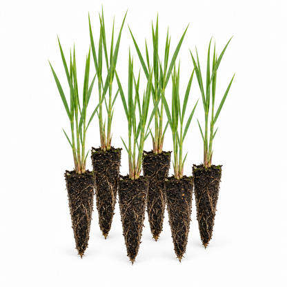 Carrizo - Phragmites Australis - 12 Plantas_0