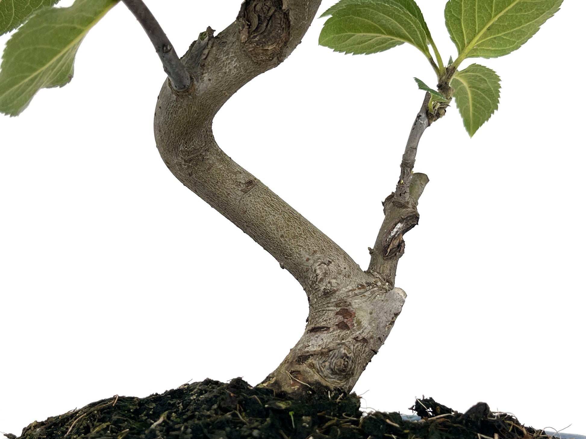 Bonsái Malus – Manzano 8 Años