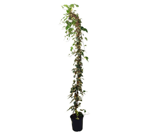 Hedera Marengo Variegata M22 108 -200cm_0