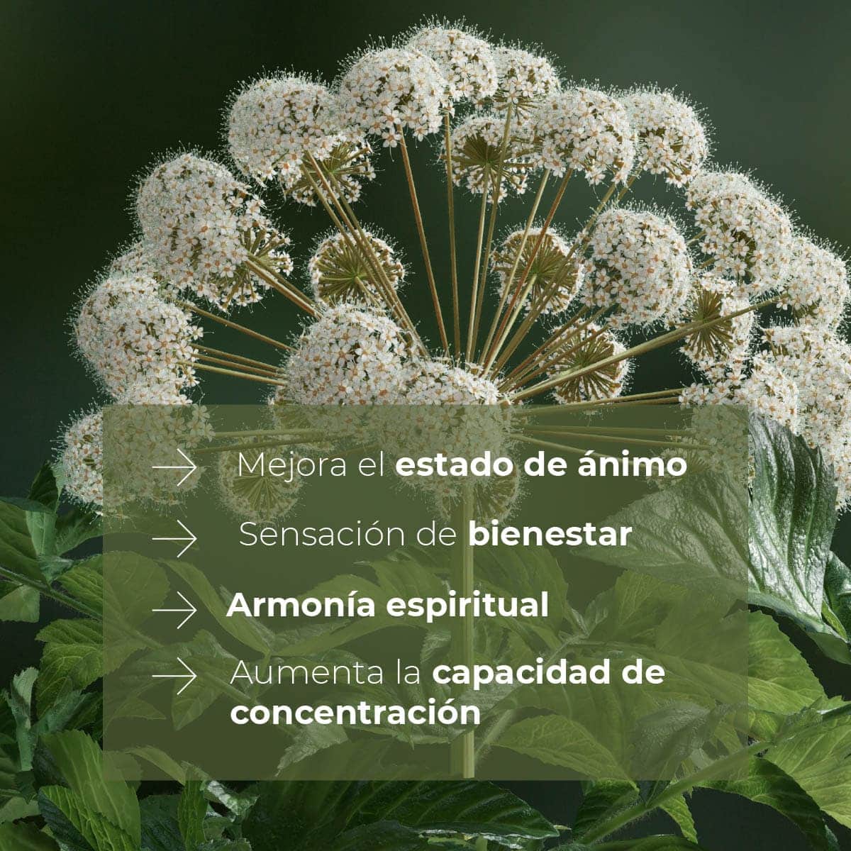 Recambio Mikado Raíz Angélica Mármol SYS Aromas 200 ml | Con Palos | Aroma Herbal y Balsámico | Refrescante_2