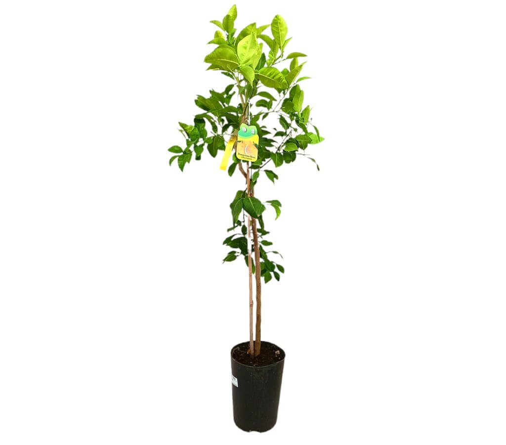 Pomelo Rosa Tb20 130-150cm