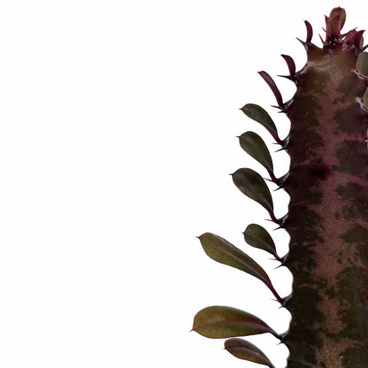 Euphorbia Trigona Rubra Cactus Y Suculentas