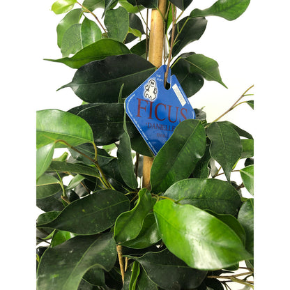 Ficus Daniel M20 120cm_4