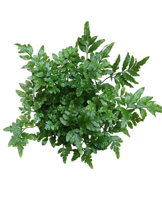 Helecho Pteris Ensiformis Evergreen Planta De Inteiror Ø8_0