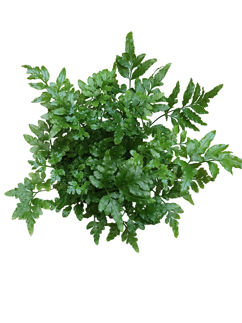 Helecho Pteris Ensiformis Evergreen Planta De Inteiror Ø8