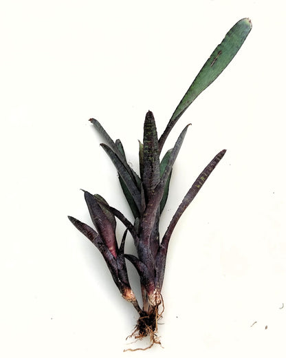 Neoregelia ampullacea purpurea; bromelia púrpura; Curiosarium; altura 30 cm, diámetro 12 cm, sin sustrato_3