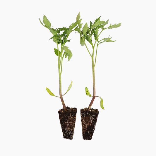 Plantón Tomate Rosa Plena 6 Unidades - Plantabo_0