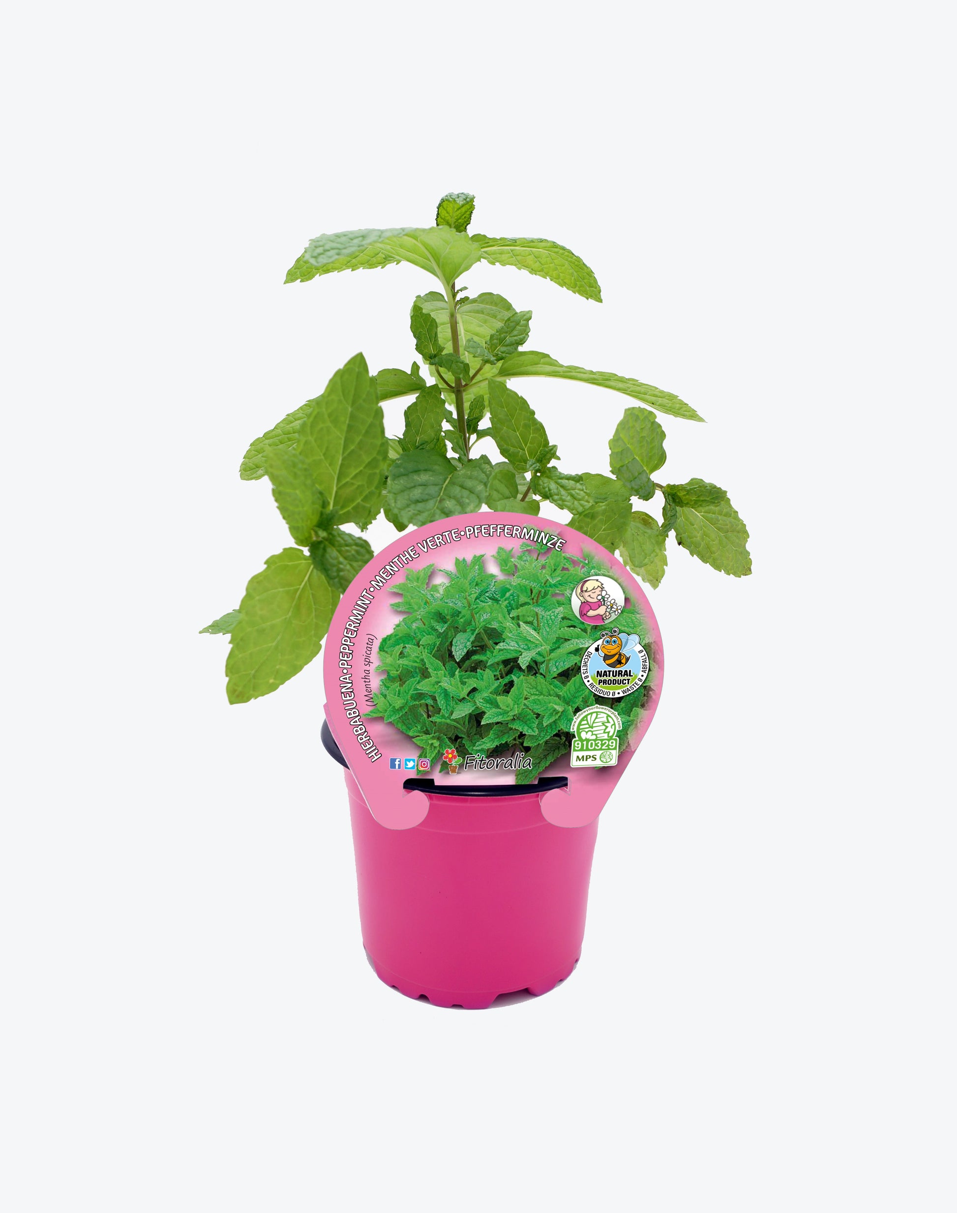 Menta Hierbabuena En Maceta 10,5 Cm. Natural - Fitoralia