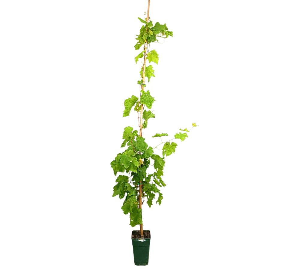 Parra Blanca M17 180-200cm_0