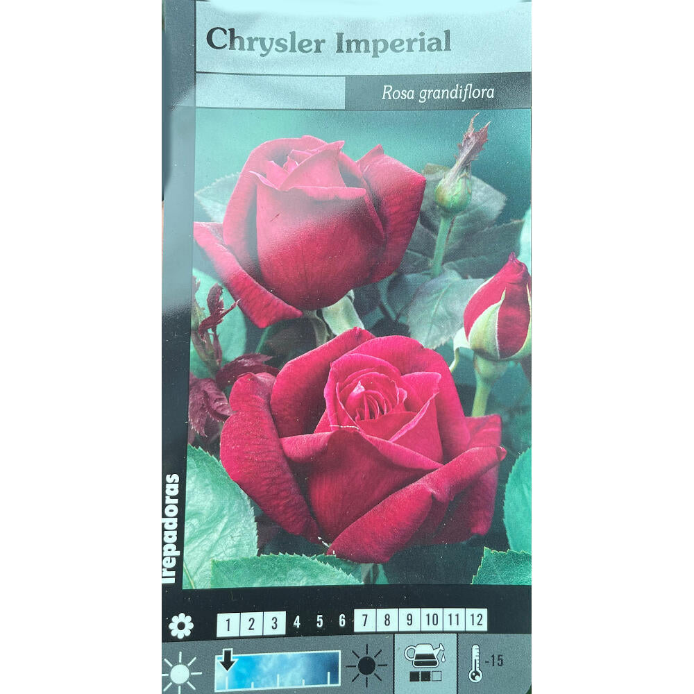 Rosal Trepador Chrysler Imperial M20 180cm (rojo)_0