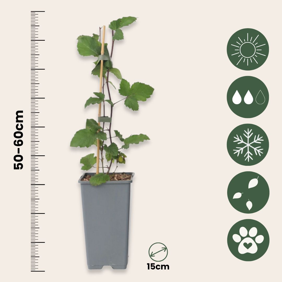 Grosella Roja - 4 Pzs - Ribes Rubrum 'jonkheer Van Tets' - A50-60cm - ⌀15cm