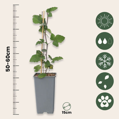 Grosella Roja - 4 Pzs - Ribes Rubrum 'jonkheer Van Tets' - A50-60cm - ⌀15cm_2