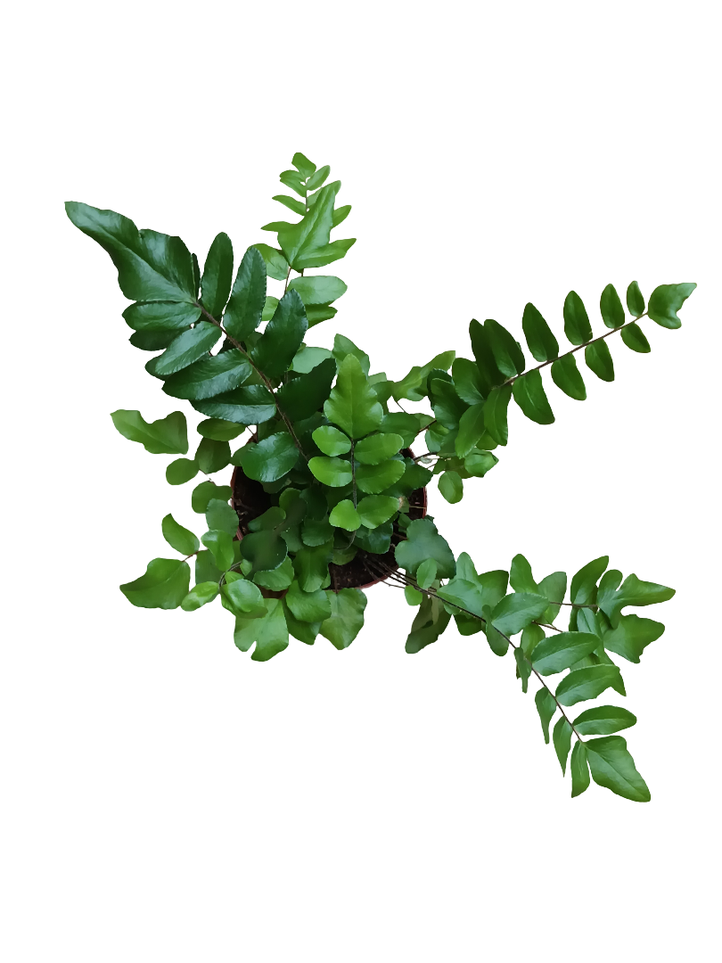 Helecho Pellea Falcata Planta De Inteiror Ø8_0