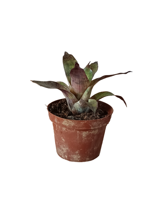 Vriesea Gigantea Mini Planta Bromelia Para Terrarios E Inteior