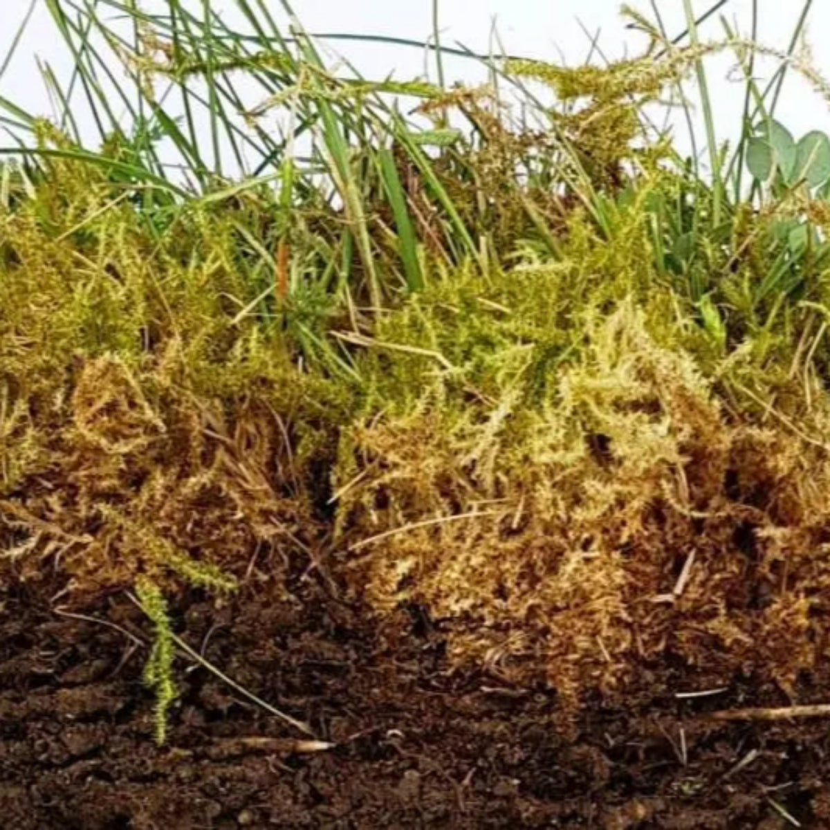Anti Musgo Y Reverdecedor De Césped Natural Mineravi Cubo 3 Kg. (100 M2) / Granulado_0