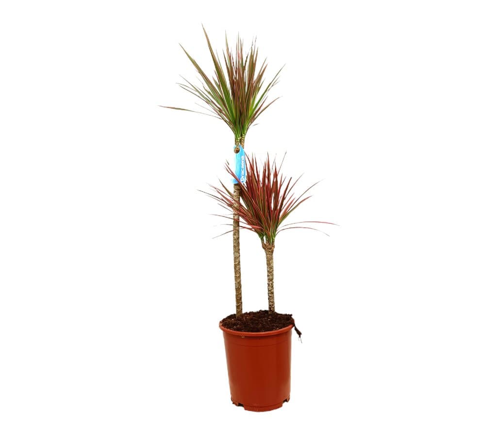 Dracena Marginata Colorama 2 Troncos 60-30 M21 80-100cm_0