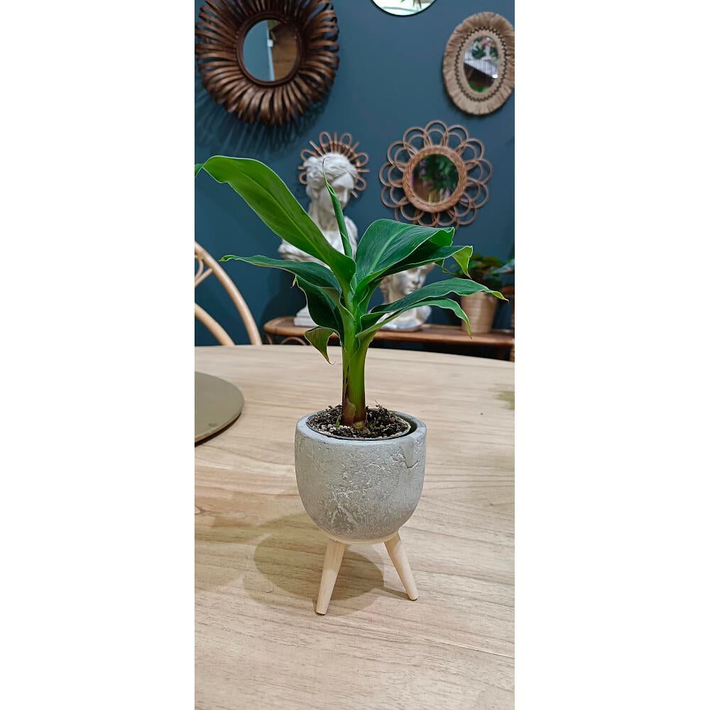 Platanera Canaria M6 (musa Cheeka)_2