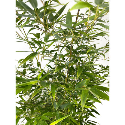 Bambu Variegata M25 100cm_2