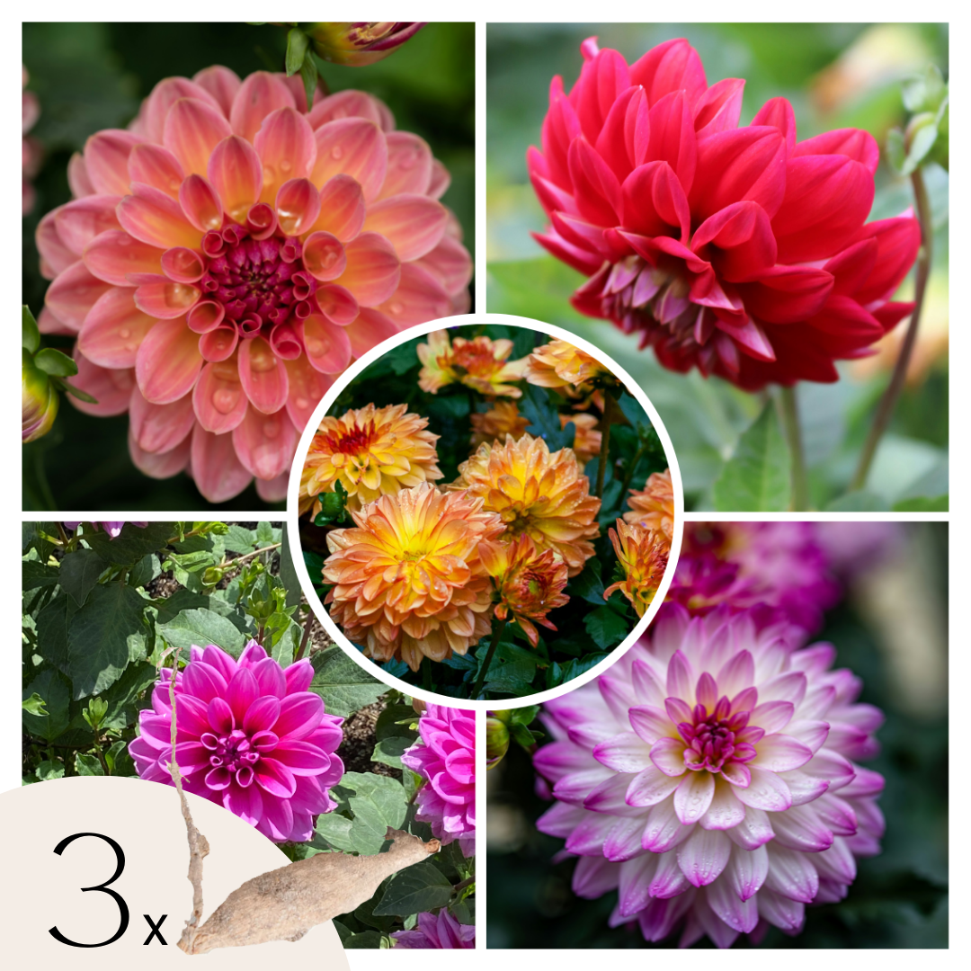 Tubérculos De Dalia - 3 Pzs - Dahlia 'pacific Mix'_0