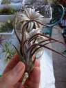 Tillandsia Pruinosa, Clavel Del Aire Tillandsias