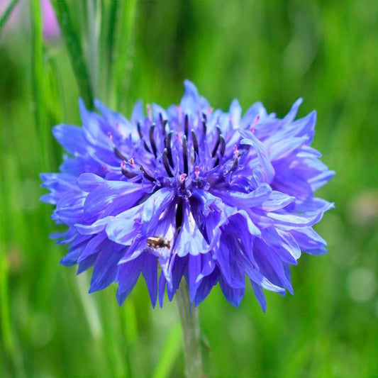 Semillas Aciano Ecológicas_0