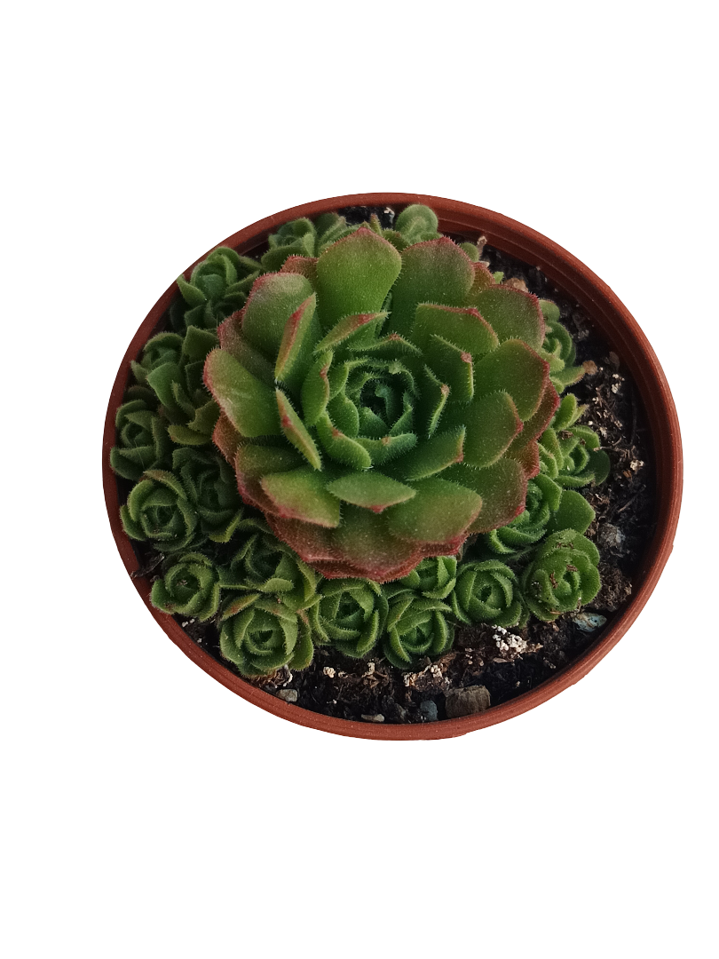 Rosularia Planta Suculenta De Interior Ø5_0
