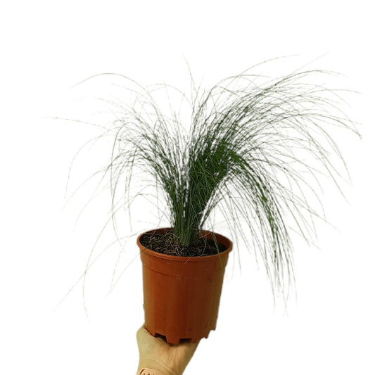 Stipa Tenuissima M15_0