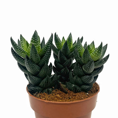 Haworthia Reinwardtii Cactus Y Suculentas M8,5 Ø