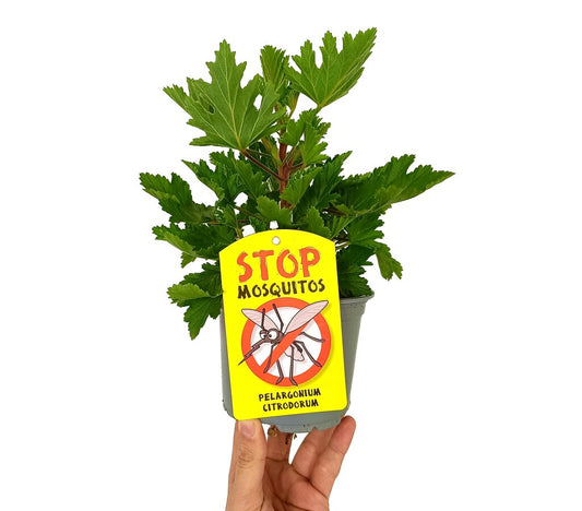 Pelargonium Citrodorum M13 (geraneo Anti-mosquitos)_0