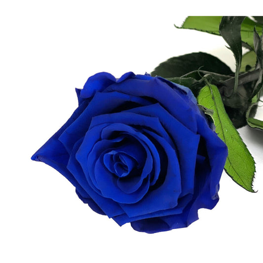 Mundo Eterno Rosa Preservada Azul Oscuro 55cm_0