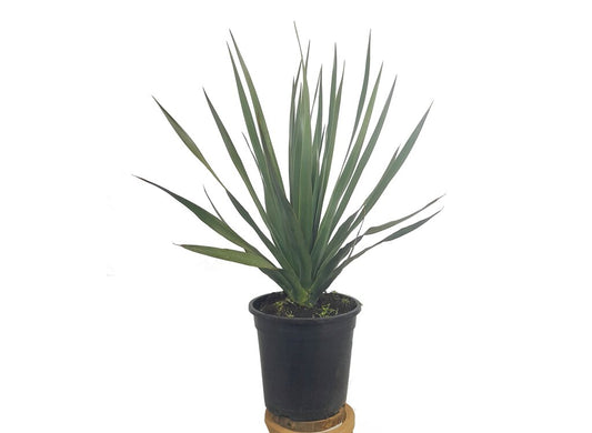 Dracaena Drago M25 65cm_0