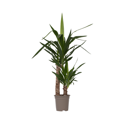 Yuca Pie De Elefante - Yucca Elephantipes - Altura 70-80cm - ⌀17cm