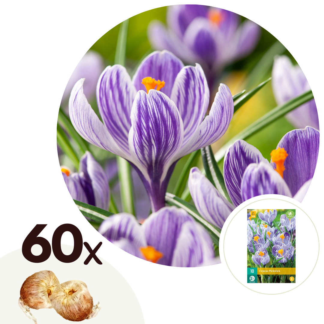Azafrán Doblado - 60 Pzs - Crocus 'pickwick' - Bulbos De Flores - Púrpura_0