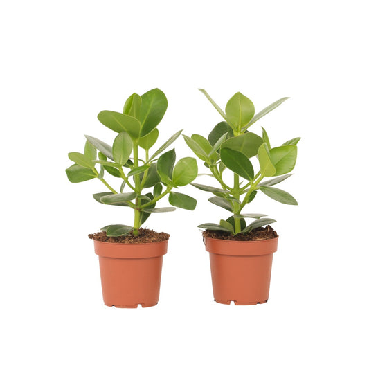 Copey Rosado - 2 Pzs - Clusia Rosea 'princess' - Altura 25-35cm - ⌀12cm_0