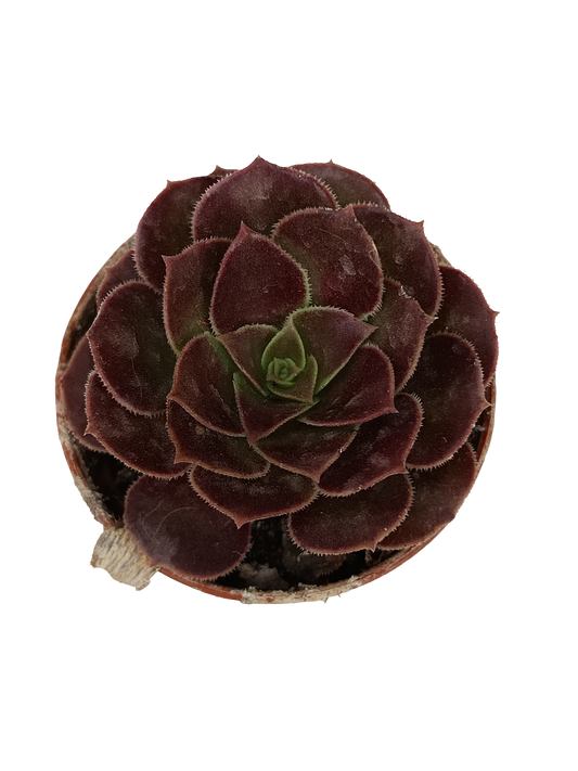 Aeonium sp. Negro planta suculenta Ø5