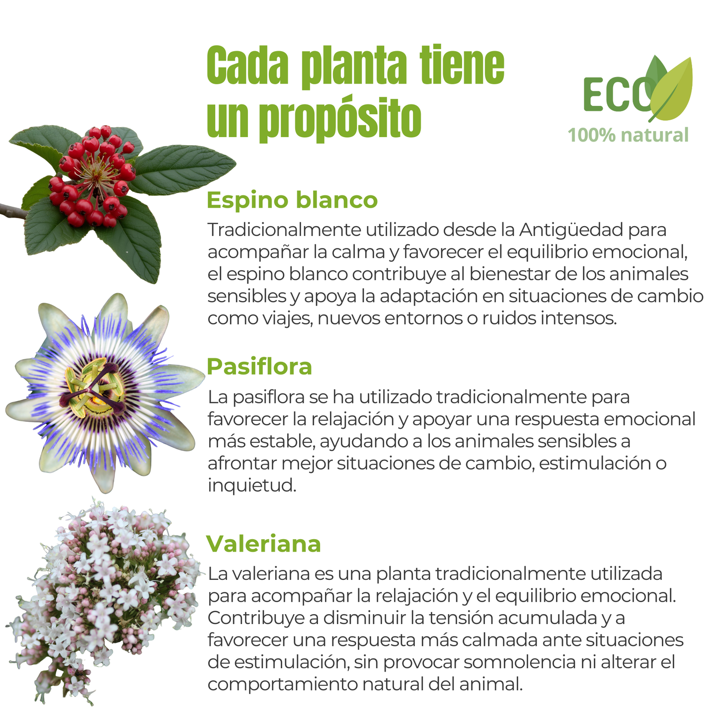 Suplemento natural para el bienestar emocional de perros y gatos – ECO 100 g_2